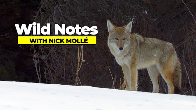Wild Notes - Coyotes