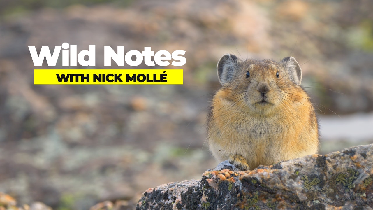 Wild Notes with Nick Mollé