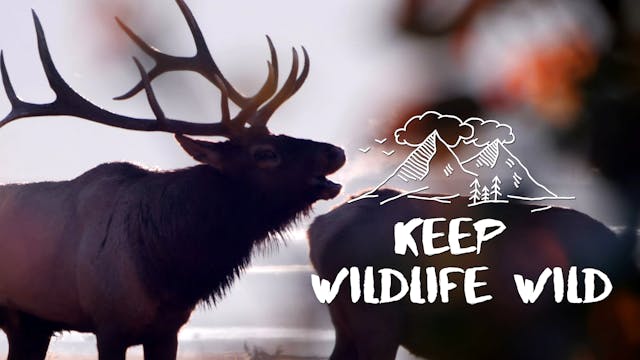 Keep Wildlife Wild