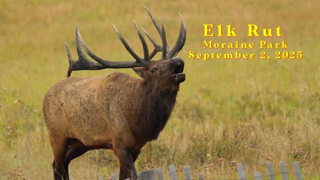 Elk Rut - September 2, 2025