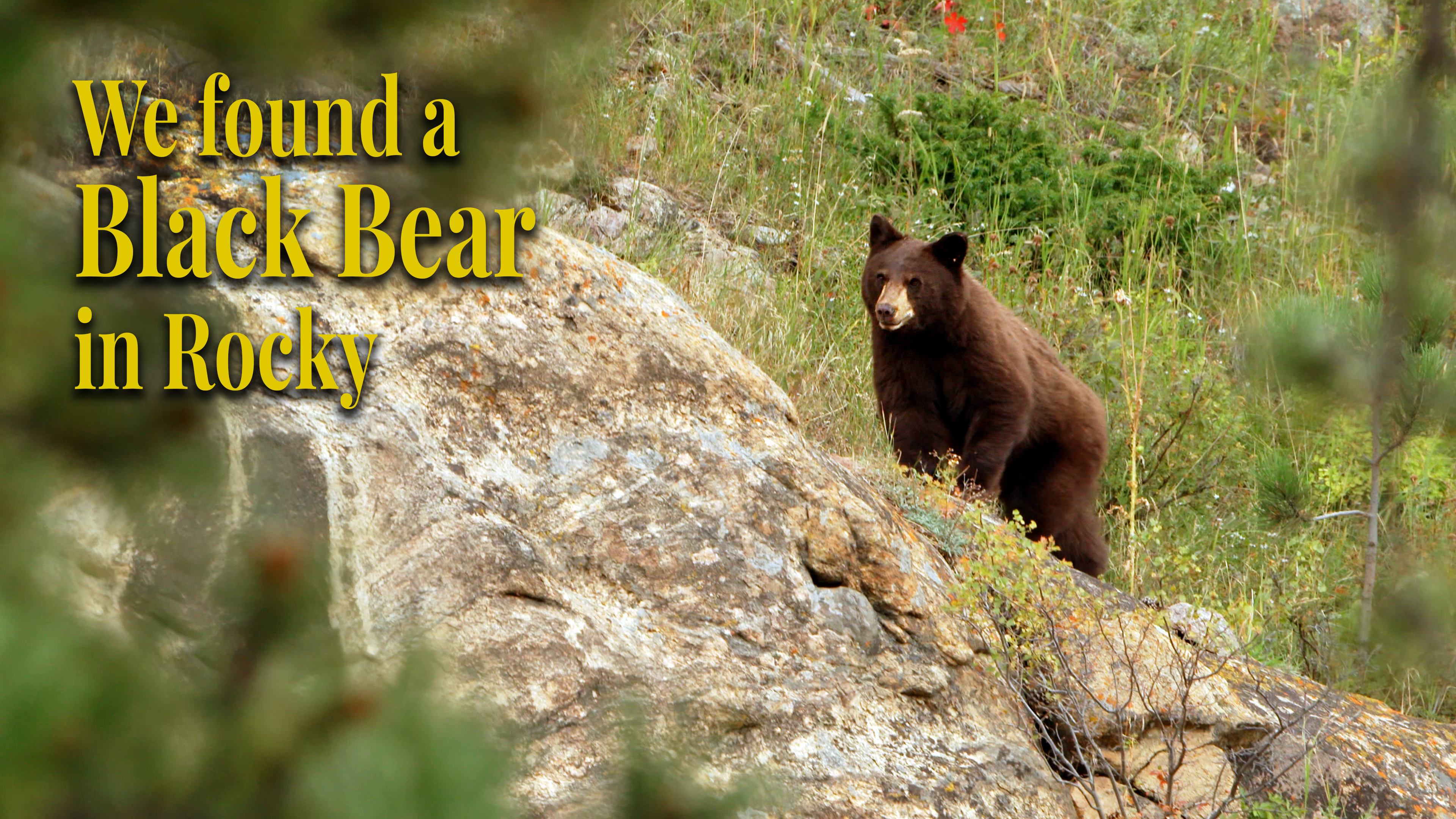 We found a Black Bear in Rocky