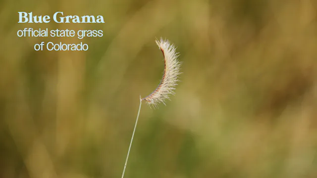 Blue Grama