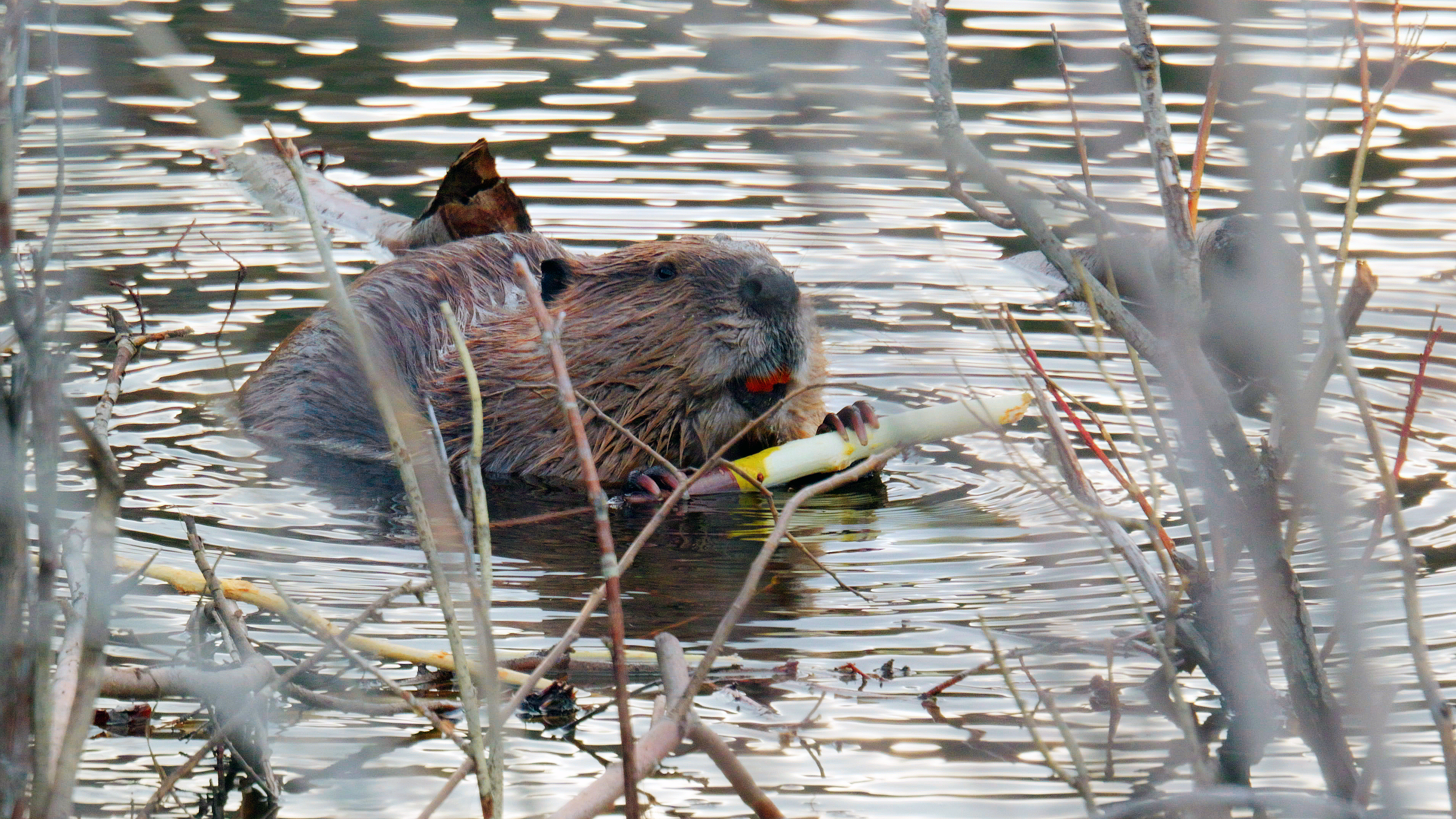 April 2025 Nature and Wildlife