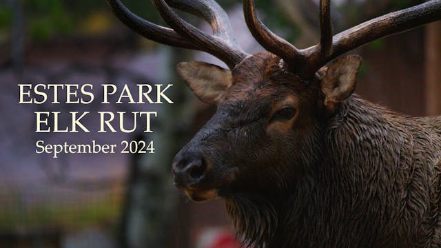 Estes Park Elk Rut - September 2024