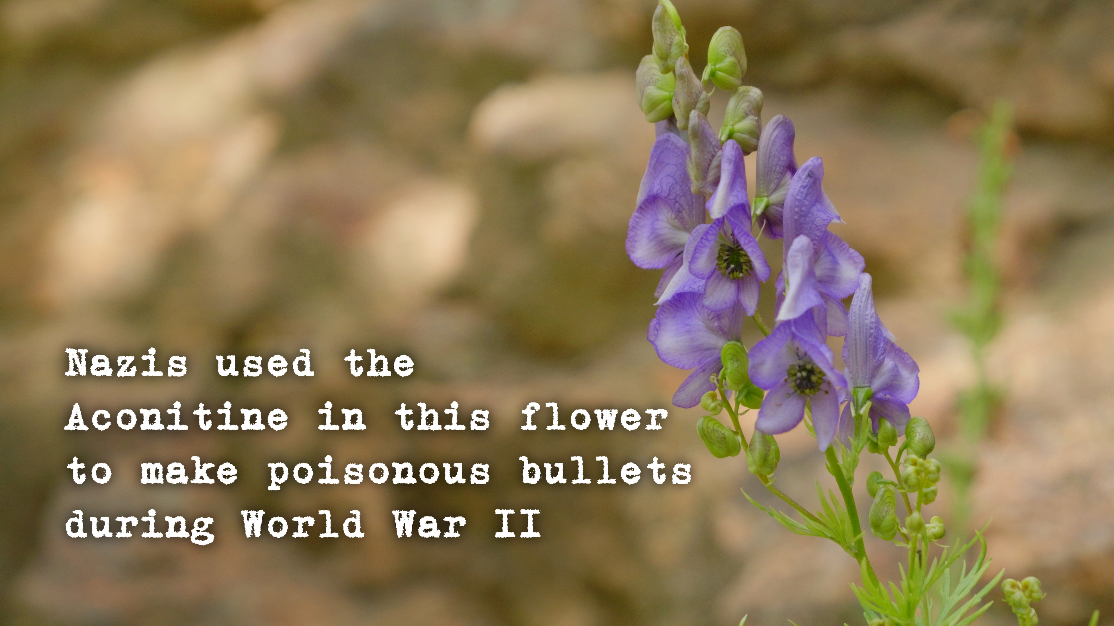 Monkshood - - Aconitum columbianum