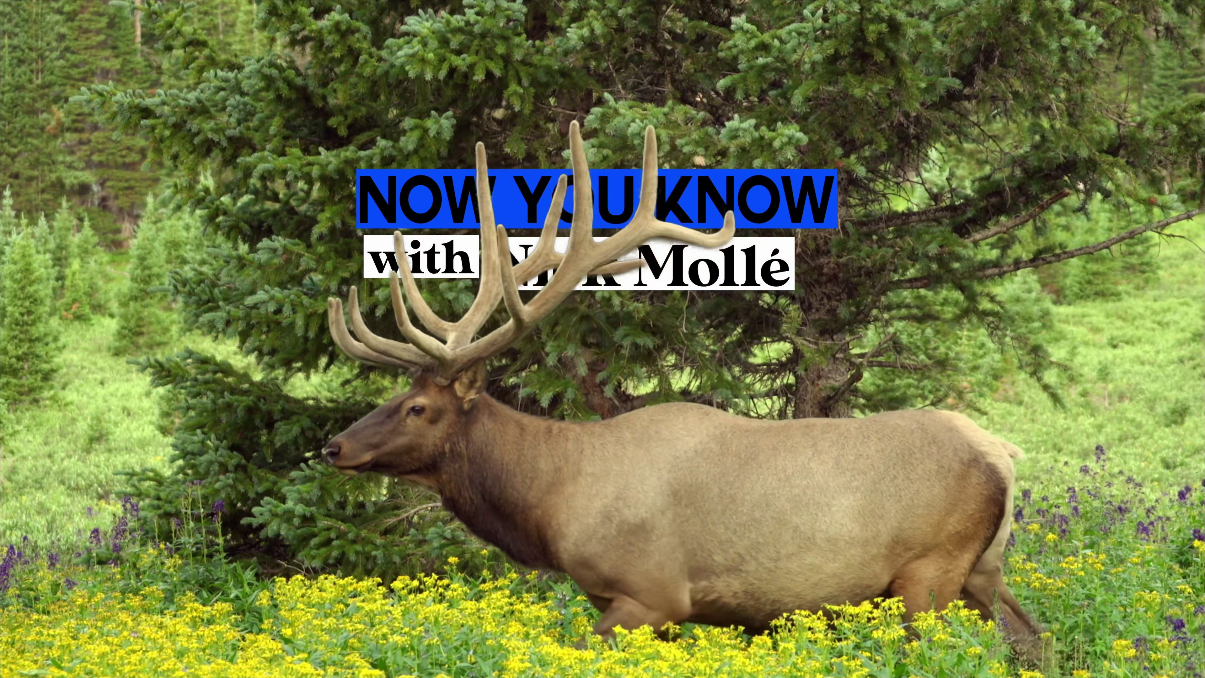 Now You Know - Velvet Antlers