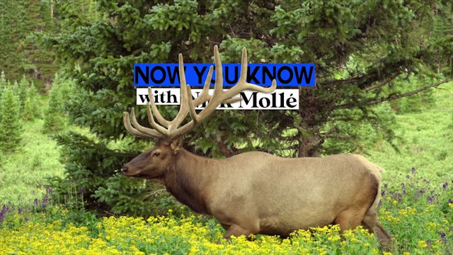 Now You Know - Velvet Antlers