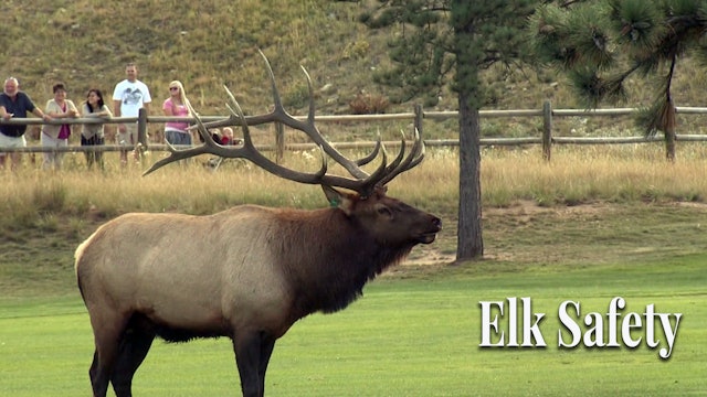 Wild Notes - Elk Safety