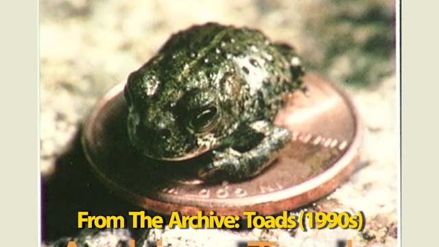Archive: Toad 90s