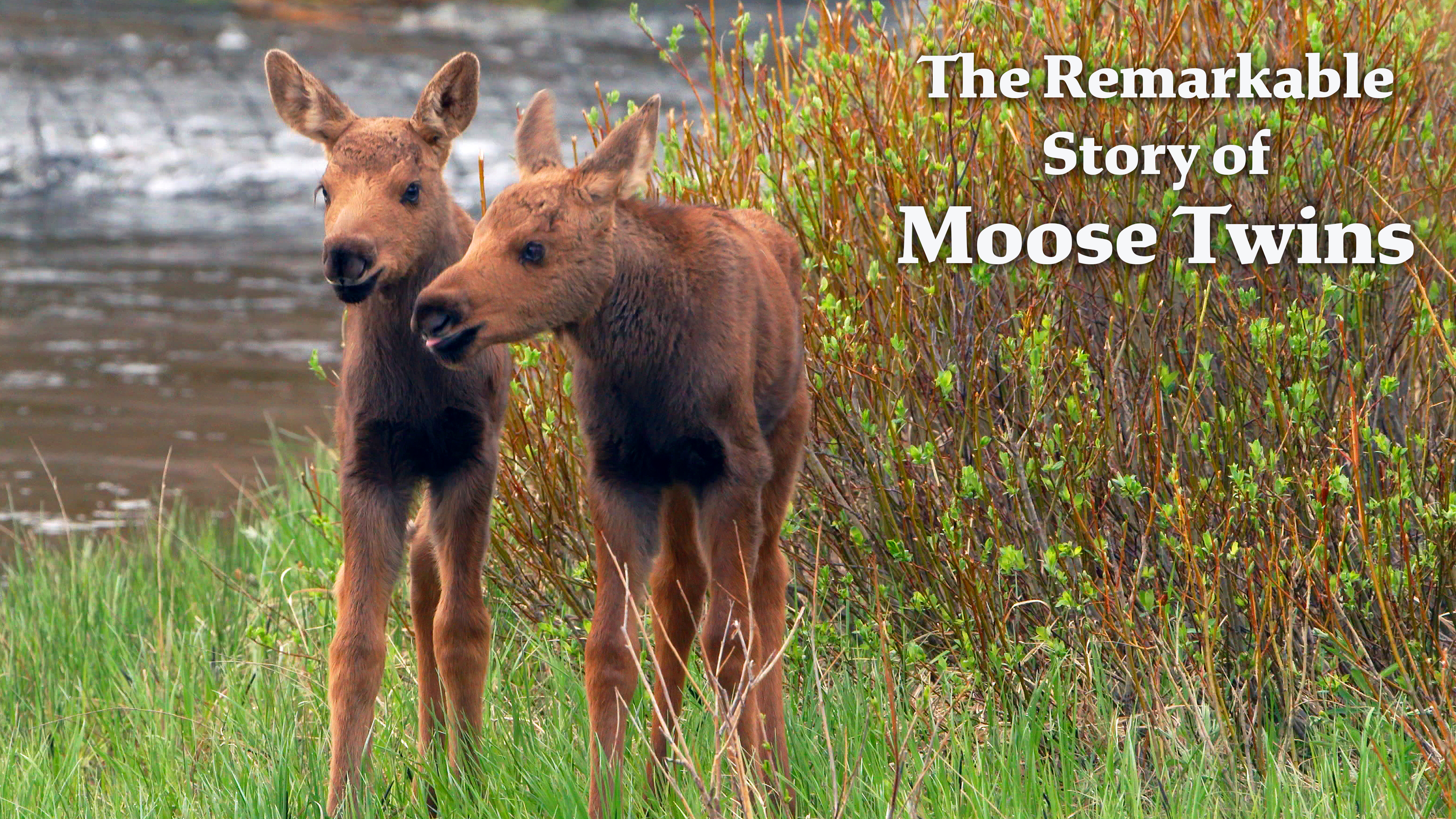 Wild Notes - Moose Twins