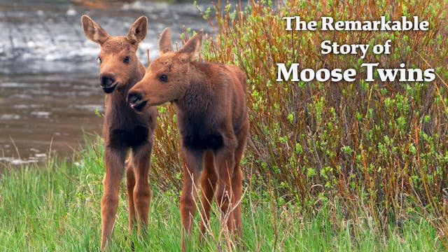 Wild Notes - Moose Twins