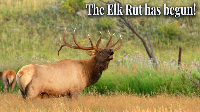 The Elk Rut has begun!