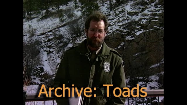 Archive: Toad 90s