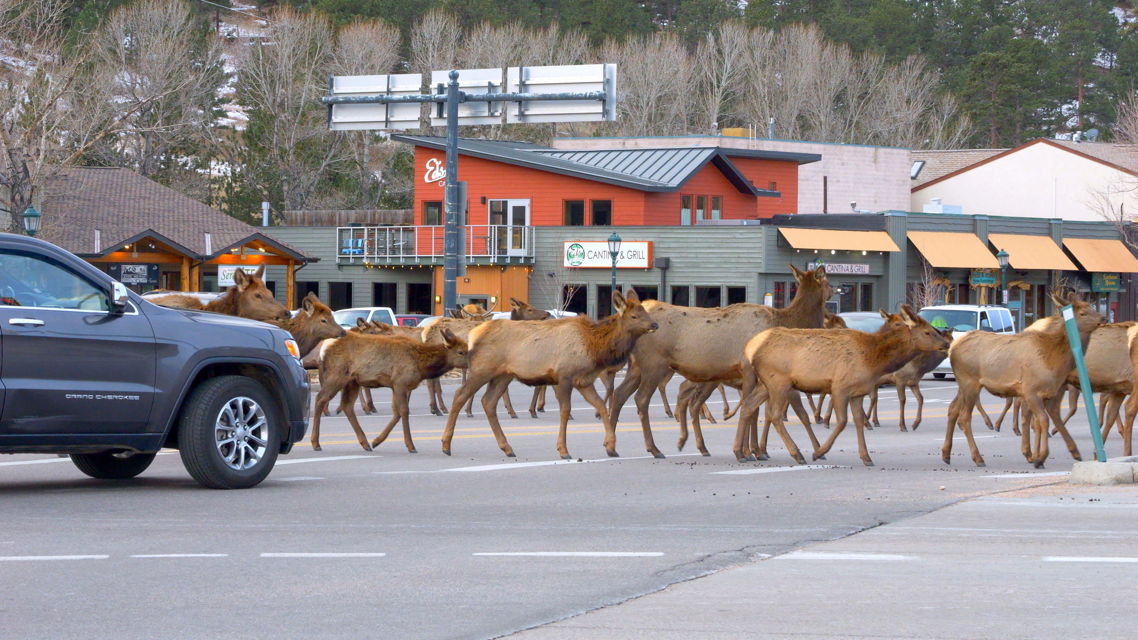 Elk Jam Before the Snow