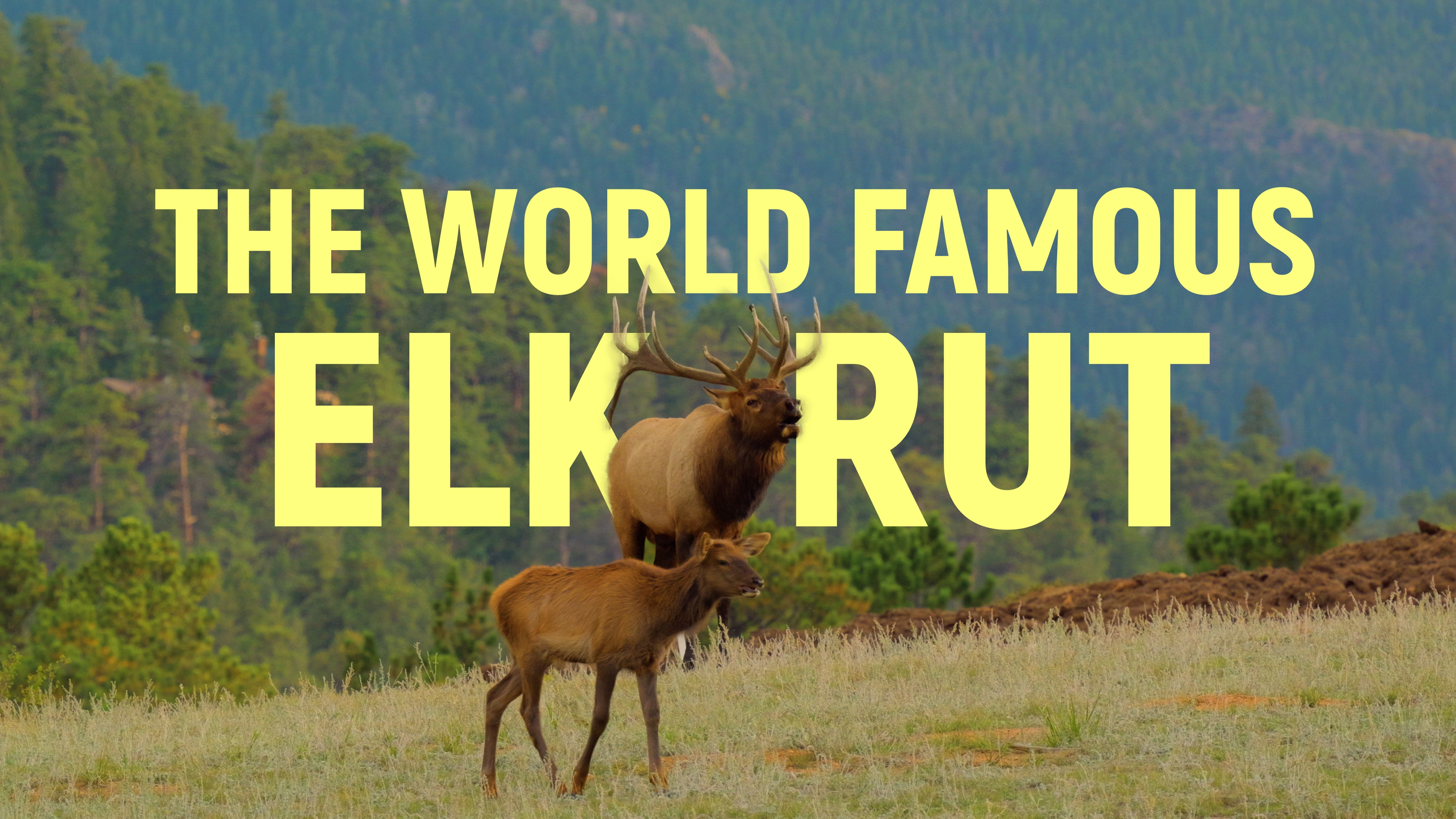 Claire from Estes - Elk Rut