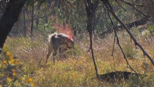 Cody Derby's Carmen Mt. Whitetail*