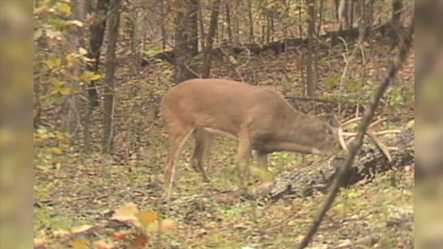 Bucks Rubbing Antlers*