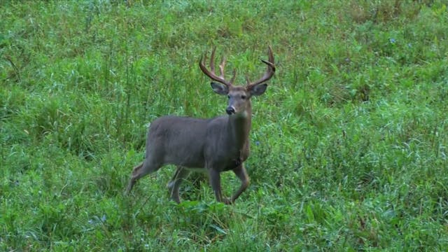 Roger Bow Kills 174"er*