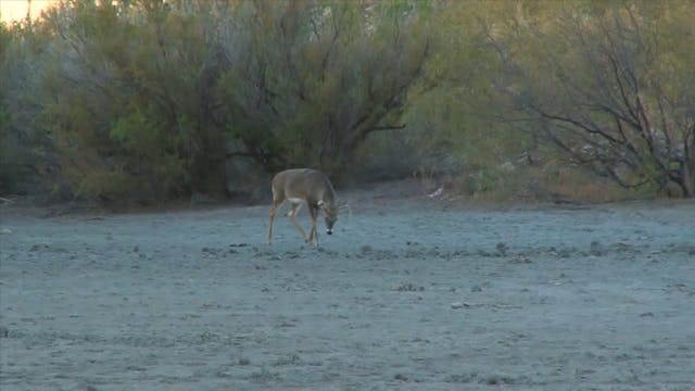 Muzzleload Kill Western Oklahoma*