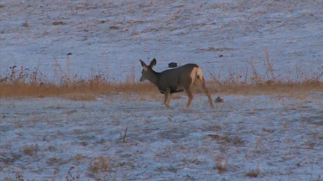 Roger Bow Kills Mule Deer*