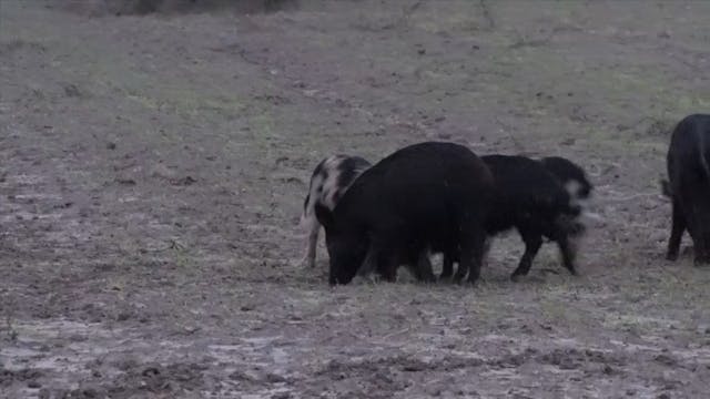 Roger Bow Kills Small Hog*