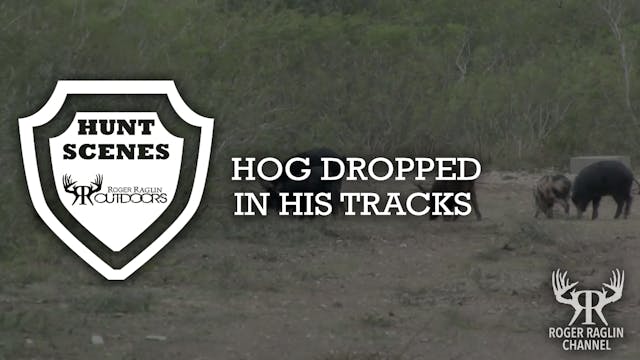 Hog Dropped in His Tracks • Hunt Scenes