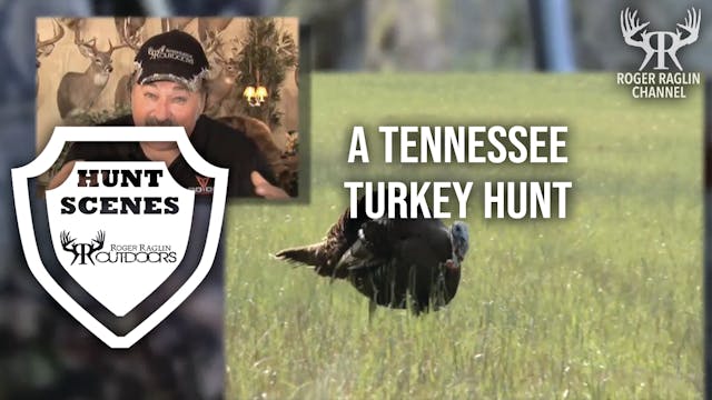 A Tennessee  Turkey Hunt • Hunt Scenes