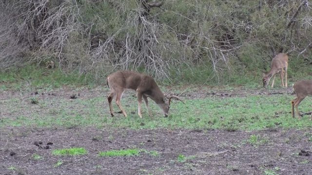 C. J. Larkin's South Texas Hunt*