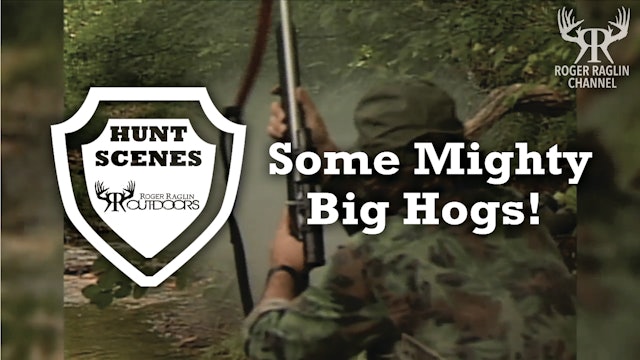 Some Mighty Big Hogs, Including Two World Records • Hunt Scenes