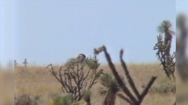 New Mexico Antelope Steve Jones*