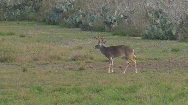 Roger Kills 14pter in Texas*