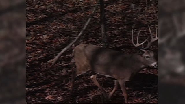 Bow Kill From Tree Stand*