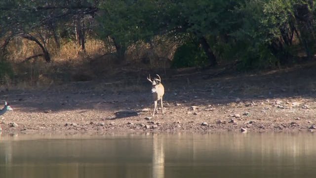 Josh Kills Giant Coues Deer*