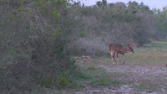 Roger Rifle Kills Big South Texas Buck*