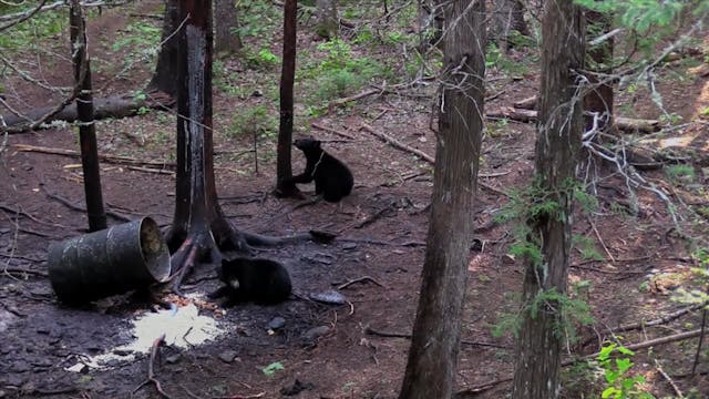 Black Bear Eats on Camera*