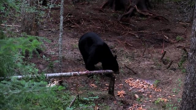 Big Black Bear Bow Kill Rog*