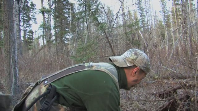 Chris Colbert's Giant Black Bear*