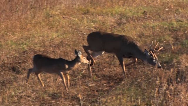 Josh Kills Buck Chasing Doe*