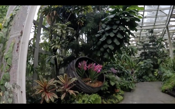 Virtual Walking Singapore Orchid Garden + 1-15-24 Cardio with Julia!