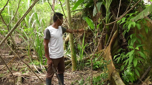 Los cultivos que combaten el cambio climático en el Amazonas