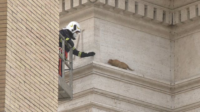 Vatican firefighters rescue a cat fro...