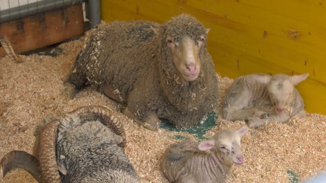 Goats, cows & donkeys fill the plaza ...