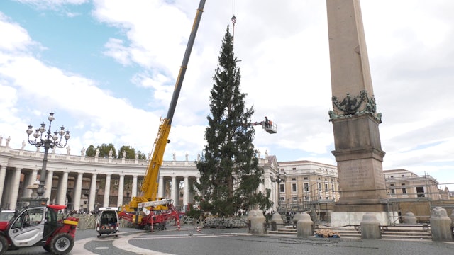 El árbol de Navidad del Vaticano llega a la plaza de San Pedro