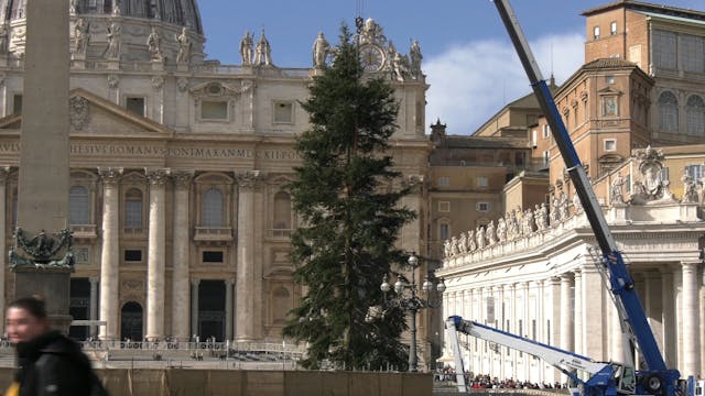 Vatican's Christmas tree arrives in S...