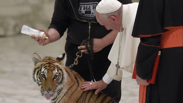 El Vaticano se llena de animales por ...