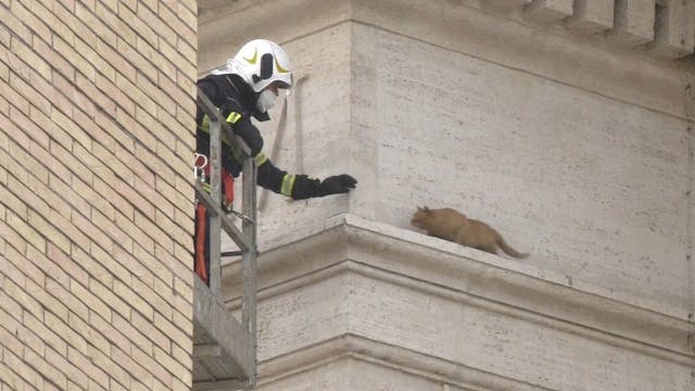 Bomberos del Vaticano rescatan a un g...