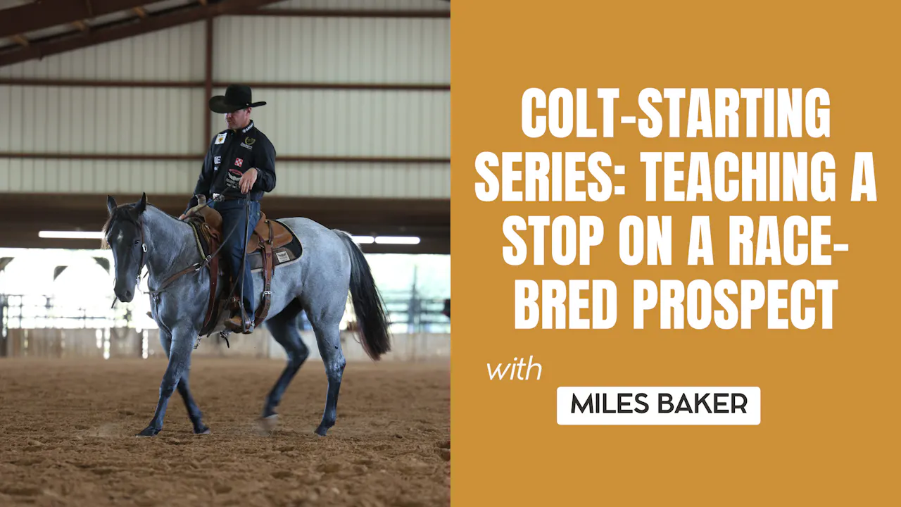 Colt-Starting Series: Teaching a Stop on a Race-Bred Prospect - Making ...