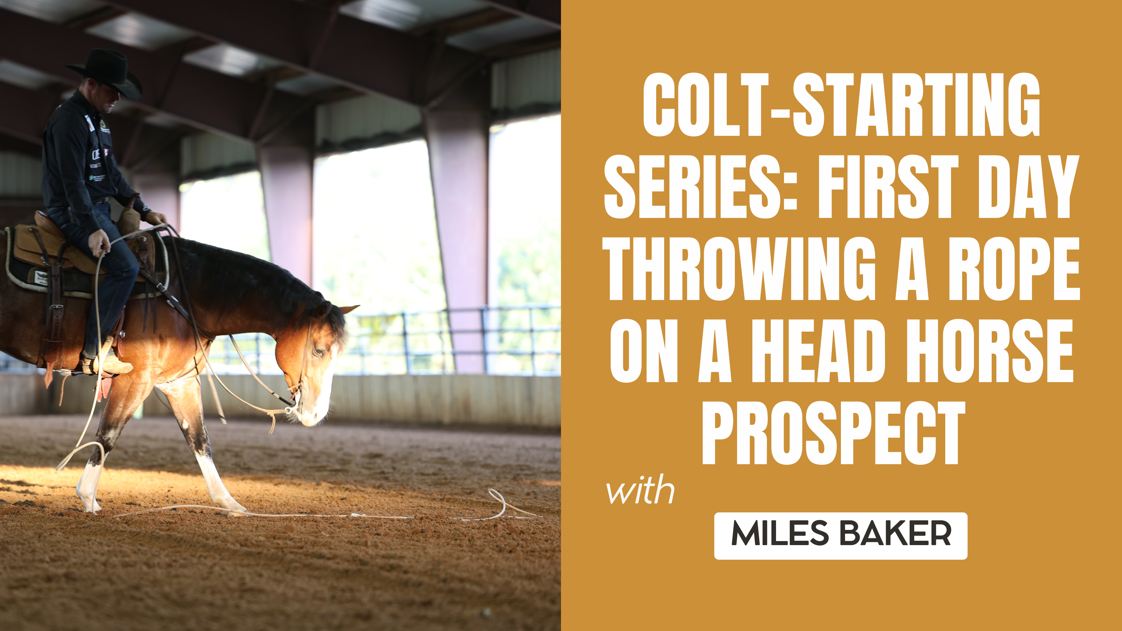 Colt-Starting Series: First Day Throwing a Rope on a Head Horse Prospect