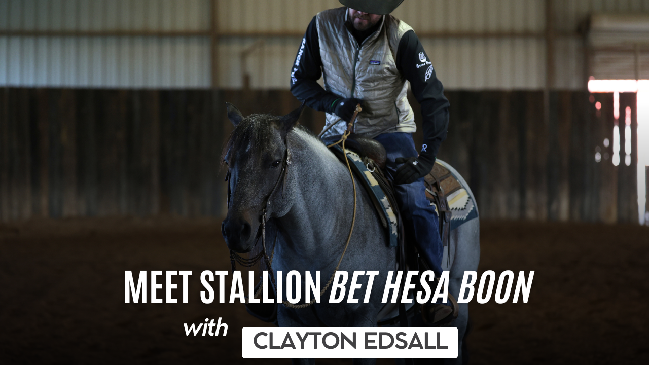 Meet Stallion Bet Hesa Boon 
