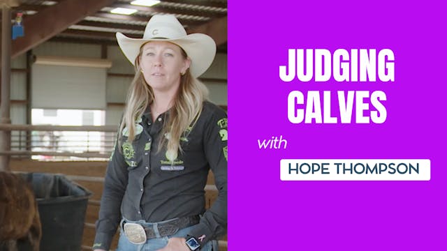 Judging Calves